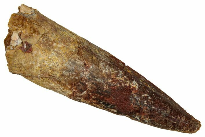 Fossil Spinosaurus Tooth - Real Dinosaur Tooth #344618